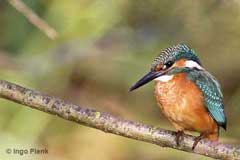 Kingfisher