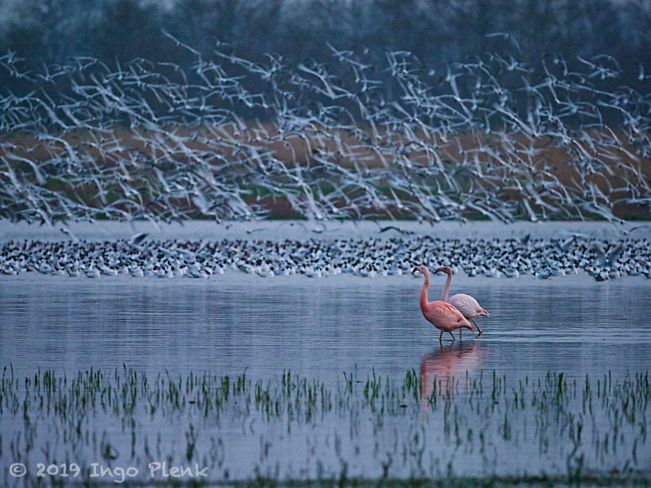 flamingo